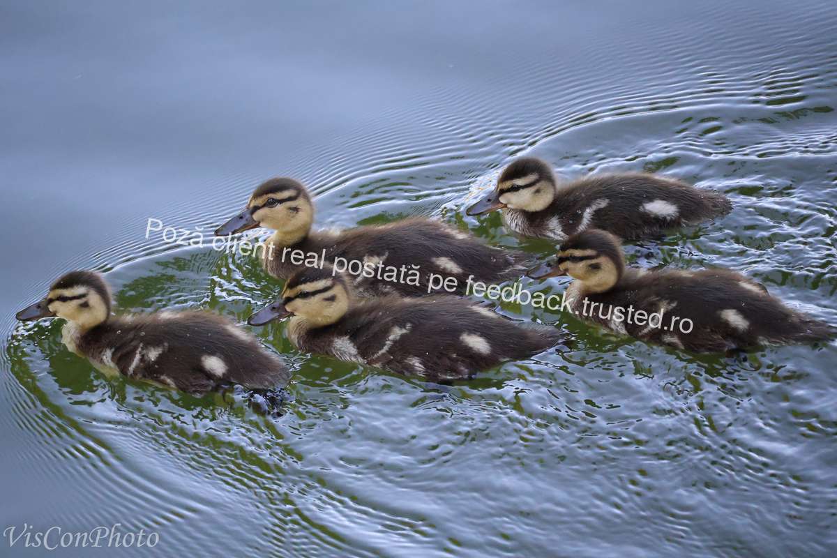 Imagine recenzie